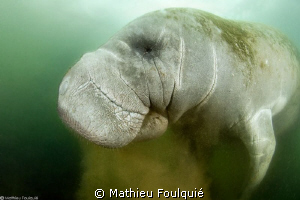 underwater shar-pei by Mathieu Foulquié 